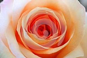 Beautiful orange rose img