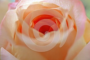 Beautiful orange rose img