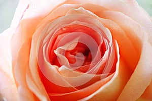 Beautiful orange rose img