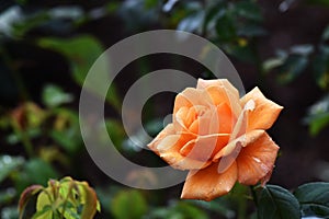 Beautiful Orange rose flower in garden