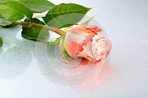 Beautiful orange rose flower on light background with dew and re
