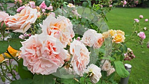 Beautiful orange roses blooming in summer garden. Fresh flowers in blossom growing on lawn