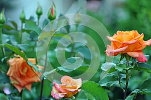 Beautiful Orange Roses Flowers Over Nature