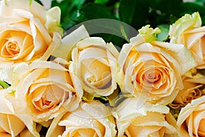 Beautiful orange roses over a light concrete background. Horizontal composition. Text for congratulations on Valentines Day