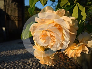 Beautiful orange roses on rose bush with leaves and afternoon sun visible