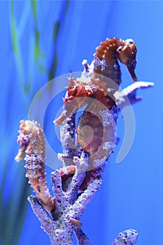 Beautiful orange seahorses resting on a coral