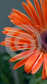beautiful orange summer flower makro photo