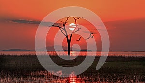 Beautiful orange sunset behind an old dead bare tree on Lake Kariba, Zimbabwe