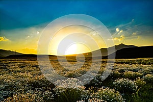 Fantastic sunset over a field of chamomile