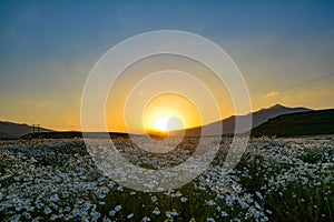 Fantastic sunset over a field of chamomile