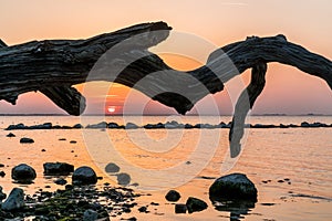 Orange sunset over the ocean with rocks and dead tree in the forground