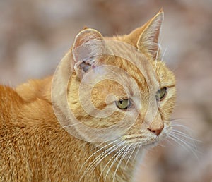 Beautiful Orange Tabby Cat