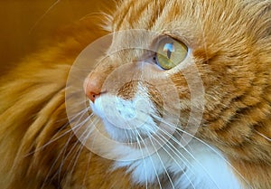 Beautiful Orange Tabby Cat Close-Up Face, Green Eye and Body, Turned Left