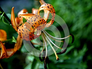 Beautiful orange tiger Lily with raindrops, macro