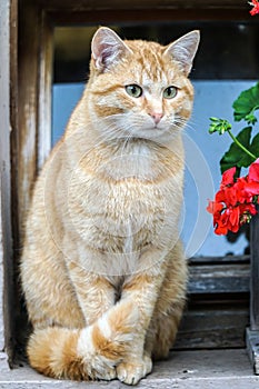 Beautiful orange Tomcat photo