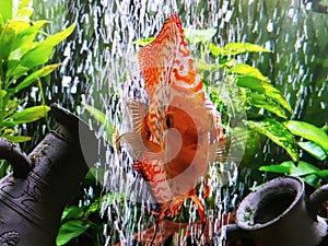 Beautiful orange tribal pattern discus colorful vibrant colors markings all over body absolutely stunning fish aquariums