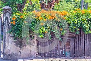 Beautiful orange trumpet flowers (Pyrostegia venusta) blooming on old fence background. Pyrostegia venusta also known as Orange tr photo