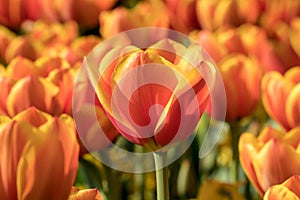 Beautiful orange tulip