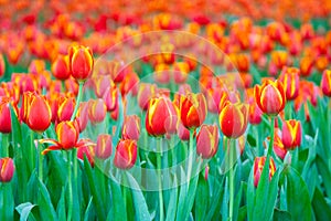 Beautiful orange tulip