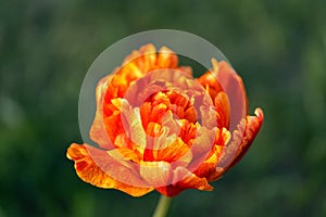 Beautiful orange tulip flower blooming in a garden, outdoors,close up