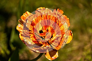 Beautiful orange tulip flower blooming in a garden, outdoors,close up