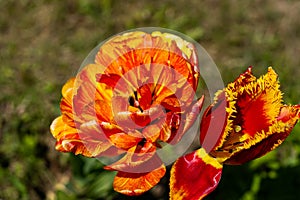 Beautiful orange tulip flower blooming in a garden, outdoors,close up