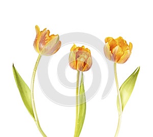 Beautiful orange tulip flower on white