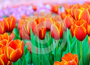 Beautiful orange tulip flowers field in the spring