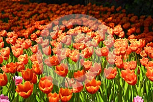 beautiful orange tulip in the garden, natural background in springtime