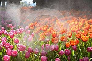 beautiful orange tulip in the garden, natural background in springtime