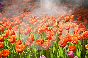 beautiful orange tulip in the garden, natural background in springtime