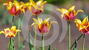 Beautiful orange tulip in a park i