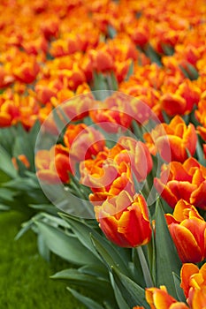 Beautiful orange tulips