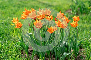 Beautiful orange tulips blooms in the spring garden.