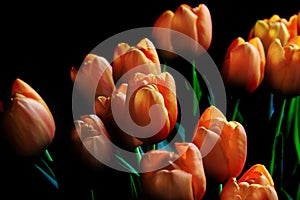 Beautiful Orange Tulips Dark Background