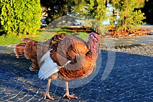 A beautiful orange turkey walks on farm, park, zoo. Fattened brown Tomturkey, turkeycock