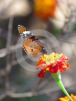 Beautiful orange viceroy butterfly