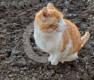 A beautiful orange-white cat looks curiously and fun