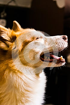 Beautiful Orange White Furry Dog Indoor Housepet Portrait Warmth