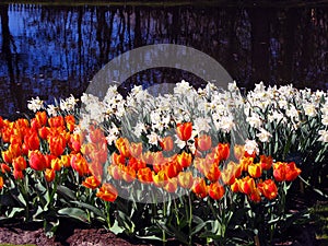 Beautiful orange white spring flowers tulips and daffodils on the water bank reflection, beautiful background