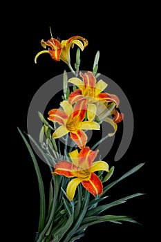 Beautiful Orange Yellow, Bi-color Daylily in black background