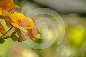 Beautiful orange/yellow blooming Flower.