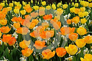 Beautiful orange and yellow color of Darwin Hybrid tulip `Daydream` flowers at full bloom