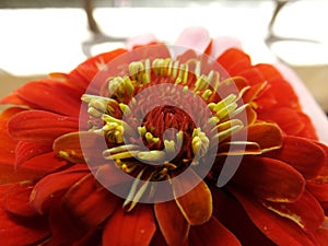 Beautiful orange yellow flower with petals and stamens close up. Floral wallpaper photo