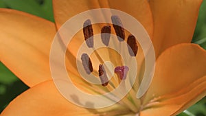 beautiful orange-yellow lily flower blooming in garden. extreme macro footage