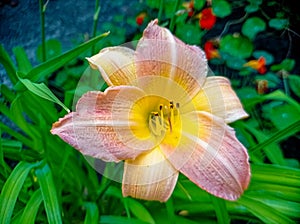 Beautiful orange yellow lily flower macro close up view