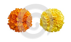 Beautiful orange and yellow marigold flowers isolated on white background Indian flowers for traditional functions pongal, diwali,
