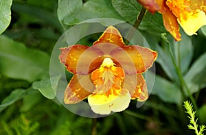 Beautiful orange and yellow Oncidium orchid flower