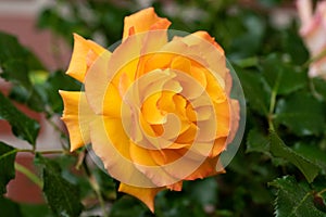 Beautiful orange-yellow rose. Leaves in the background in defocus