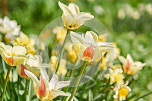 Beautiful orange and yellow tulip field in spring, natural background